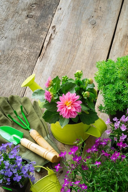 Seedlings of garden flowers in flowerpots Garden equipment watering can shovel rake gloves Top view