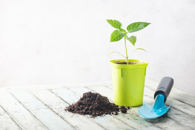 Seedlings in green plastic pots