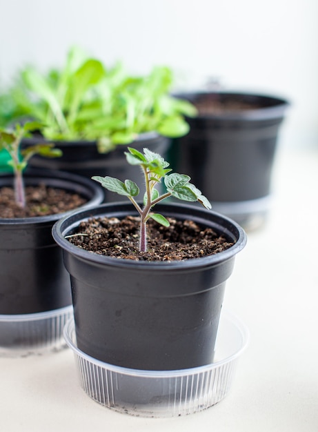 Seedlings of green tomatoes on the windowsill in the house