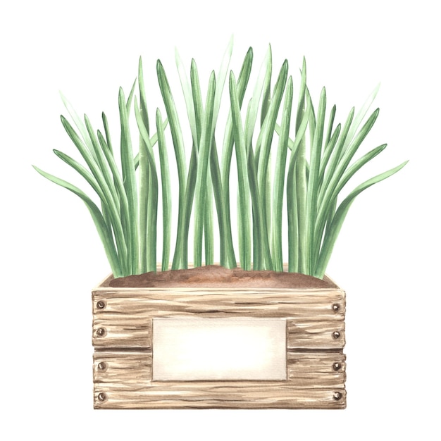 Seedlings of greens in a box with soil spring plants lawn grass hand drawn watercolor illustration