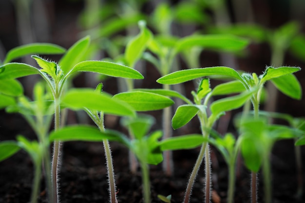 Seedlings growing in boxes reaching for the shining sunlight.