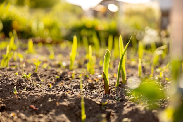 Seedlings growing up from fertile soil in the farmer's garden morning sun shines Ecology and ecological balance farming and planting Agricultural scene with sprouts in earth close up Soft focus