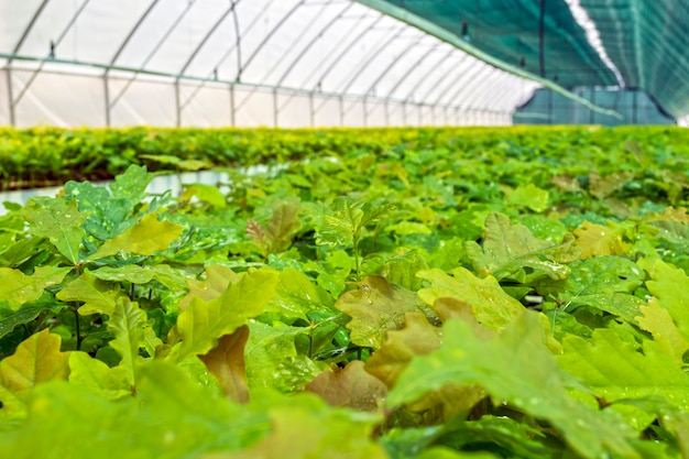 Seedlings of oak and other forest cultures in the greenhouse for cultivation of planting material