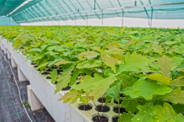 Seedlings of oak and other forest cultures in the greenhouse for cultivation of planting material