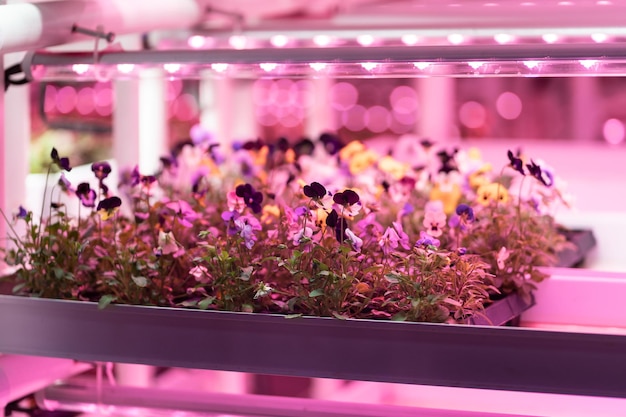 Seedlings of pansies growing in hothouse under purple led light hydroponic indoor salad factory