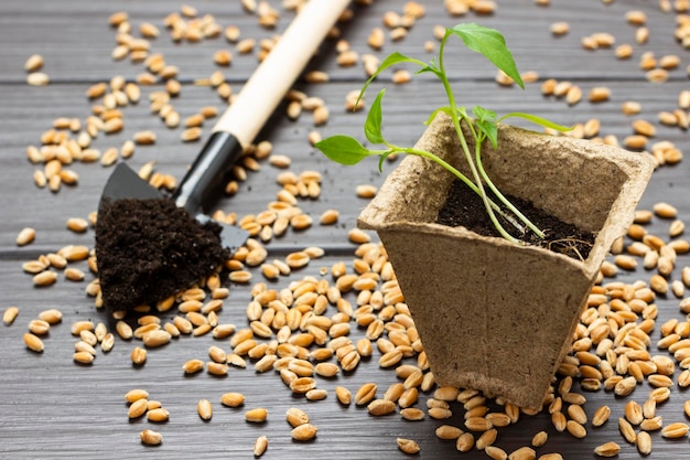 Seedlings in a peat pot a shovel with soil