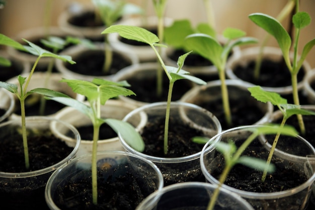 seedlings of plants on the window