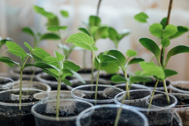 seedlings of plants on the window