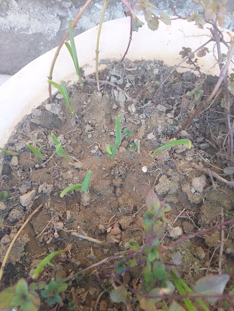 Seedlings in a pot that was in a pot