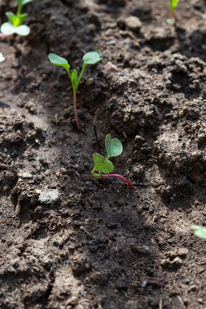 Seedlings of radish and lettuce in a garden bed in a greenhouse, vertical format