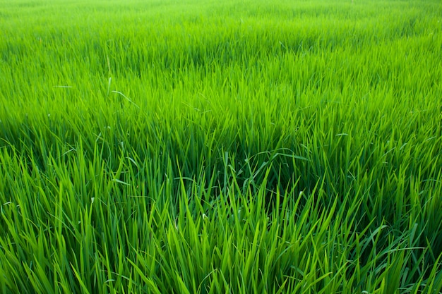 Seedlings of rice.