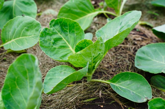 Seedlings sprout of white cabbage in the beds in spring