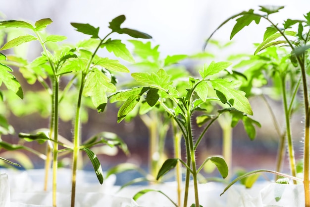 Photo seedlings of tomato plant in glasshouse