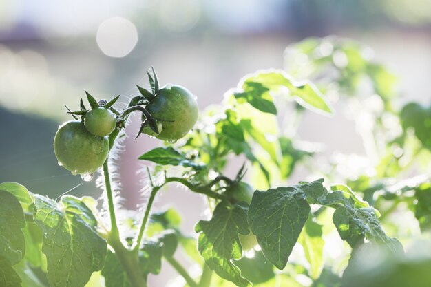 Seedlings tomato