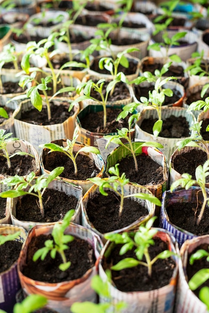 Seedlings of tomatoes and peppers in paper cups from old newspapers on the window growth plants