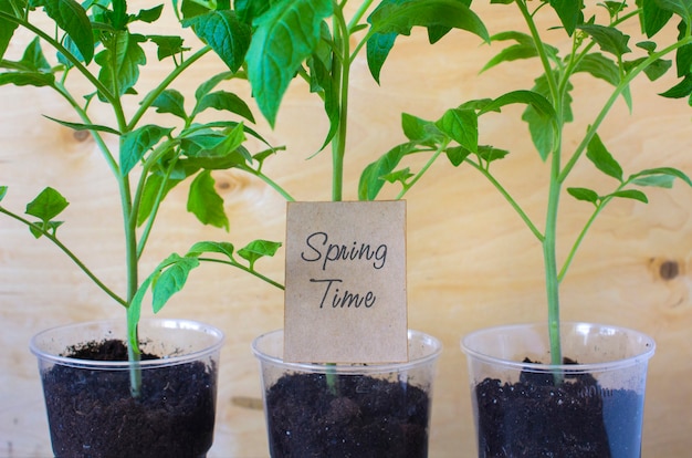 Seedlings of tomatoes spring