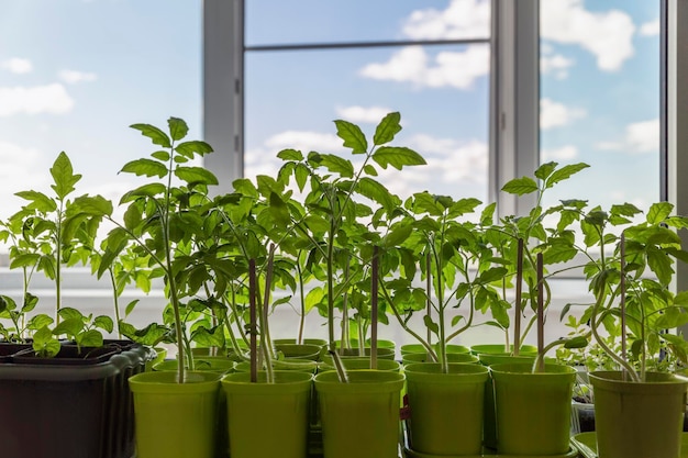 Seedlings of tomatoes on the windowsill Future harvest