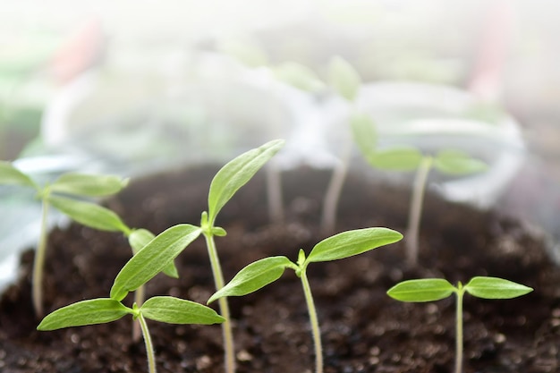 Seedlings of tomatoes. Young sprouts.