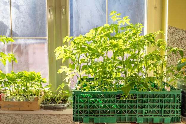 Seedlings on windows at home growing vegetables at home