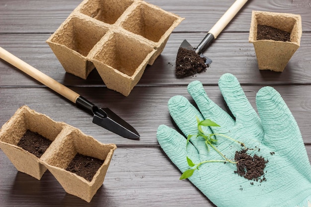 Seedlings with soil on a glove Peat pots with soil garden shovels