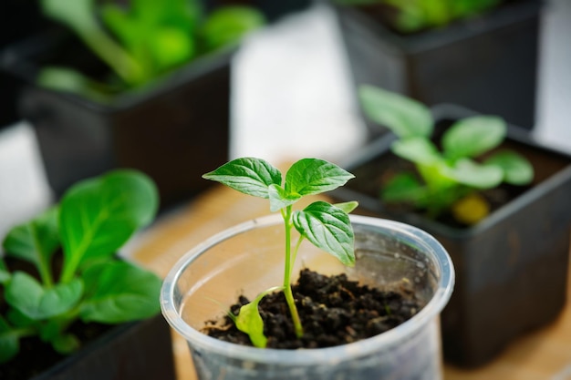 Seedlings of young green pepper closeup Small green sprouts in containers