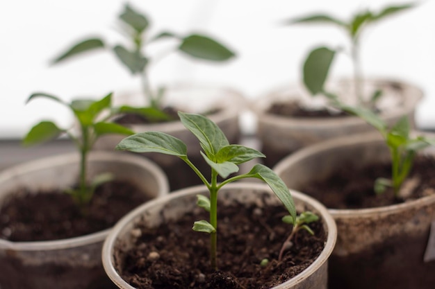 Seedlings.Young seedlings of Bulgarian pepper grow on the windowsill.