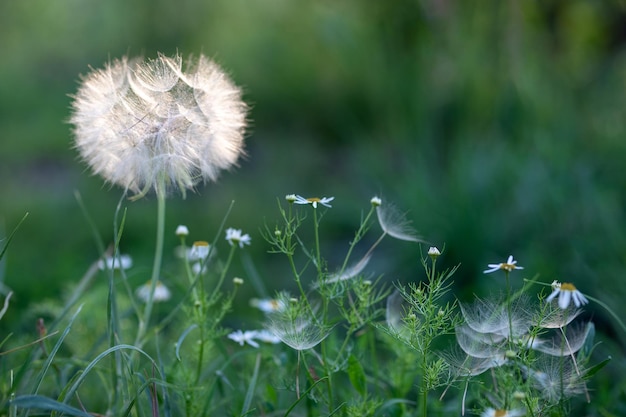 Seeds fly from a large dandelion head