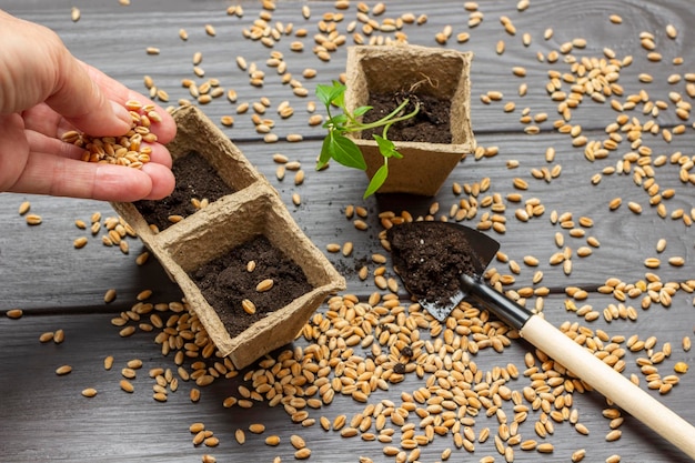 Seeds in hand Soil and seedlings in peat pot seeds shovel with soil