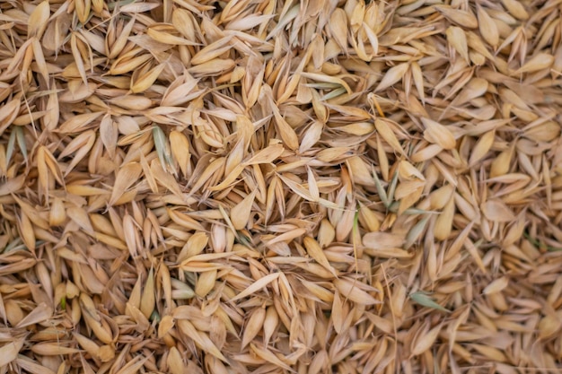 Seeds of ripe oats in the husk as a natural background