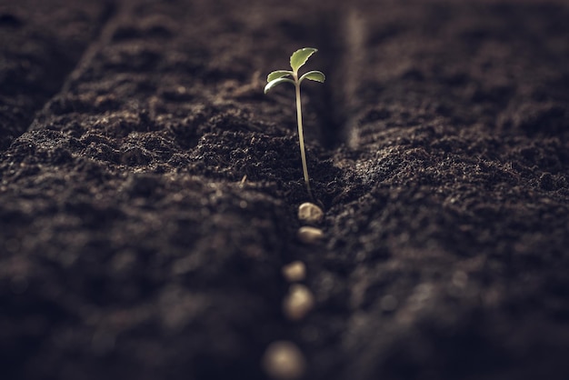 Seeds in the soil on open ground Planting seeds