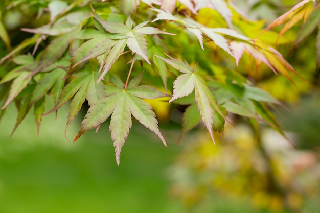 Seiryu Japanese Maple Latin name Acer palmatum Seiryu