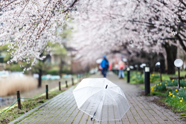 Selected focus on transparent umbrella on Cherry Blossom Path at Lake Kawaguchi