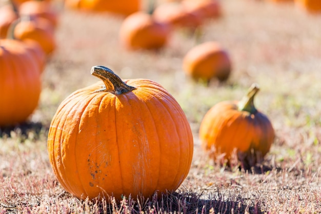 Selecting pumpkin from pumpkin patch in early Autumn.