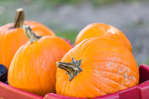 Selecting pumpkin from pumpkin patch in early Autumn.