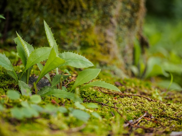 selection focus - small plants on the moss background under the tree