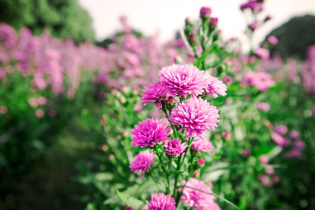 Selective Chrysanthemum flower in sunset time