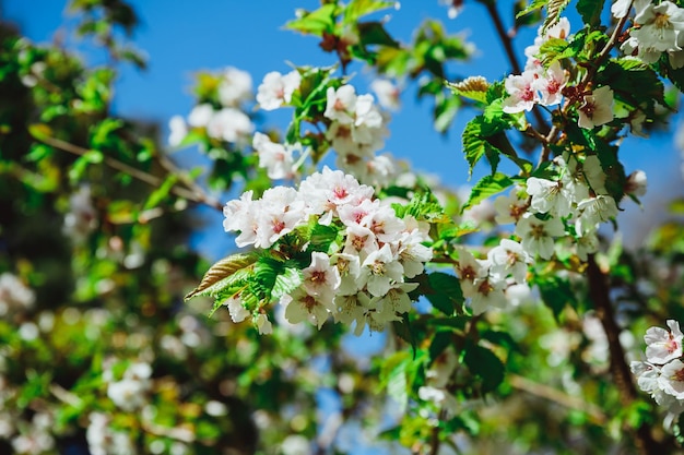 Selective focus of beautiful branches of pink Cherry blossoms on the tree under blue sky Beautiful Sakura flowers during spring season in the park Flora pattern texture Nature floral background