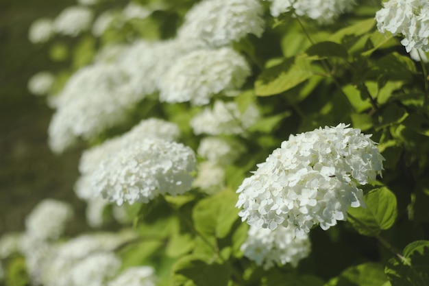 Selective focus on beautiful bush of blooming white Hydrangea or Hortensia flowers in summer Natural background