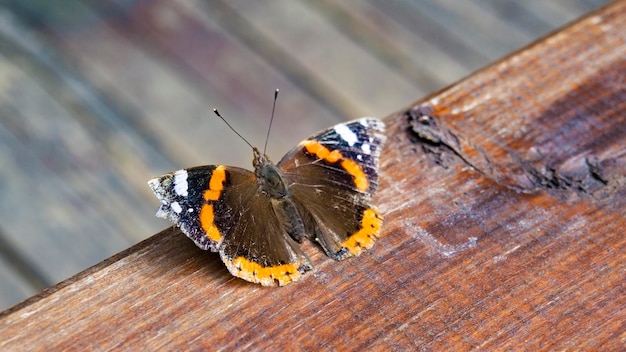 Selective focus of a beautiful butterfly for wallpaper and background