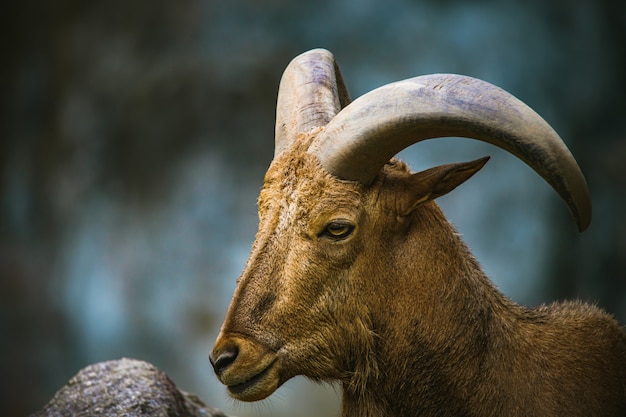 Selective focus big horn sheep