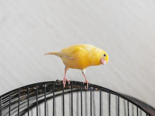 Selective focus Canary Bird Curious yellow canary looks straight sitting on a cage on a light background Breeding of songbirds