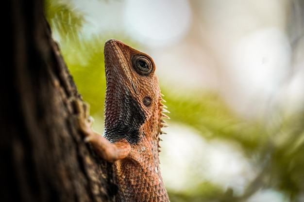 Selective focus on Chameleon lizard climbing on a branch of a tree