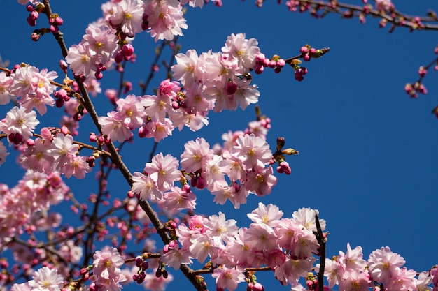 Selective focus, cherry blossom tree