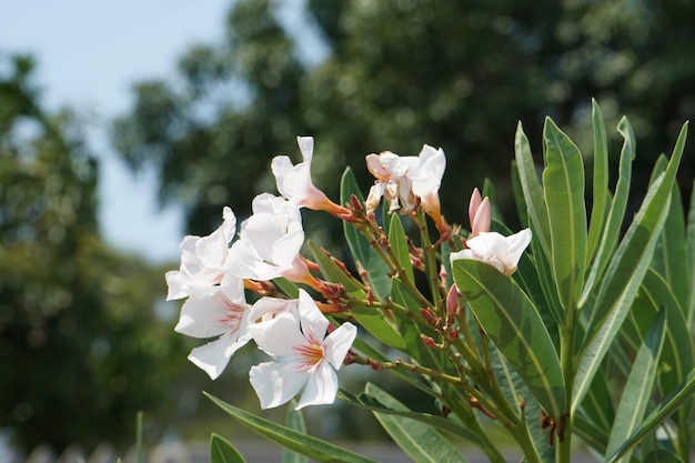 Selective focus closeup of the Oleander flowering plant