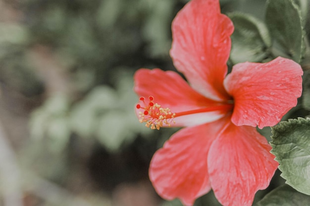 Selective focus closeup red Hibiscus flower over blur background