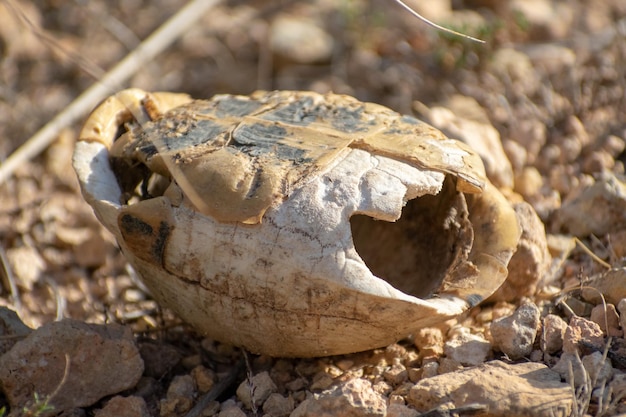 Selective focus closeup shot of Dead Greek Tortoise Testudo Graeca Carcass