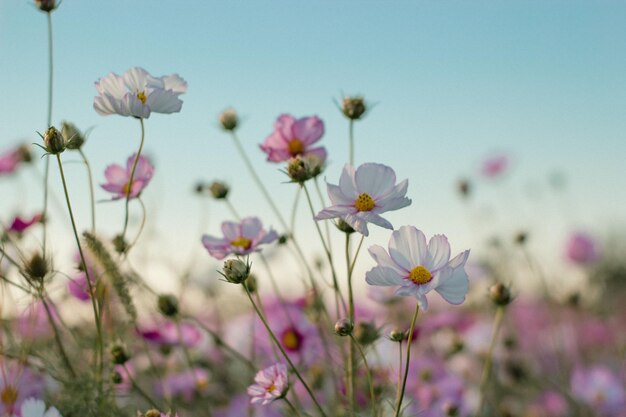 Selective focus of colorful garden cosmos flowers growing in a filed