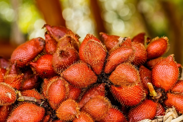 selective focus of deep orange Zalacca.