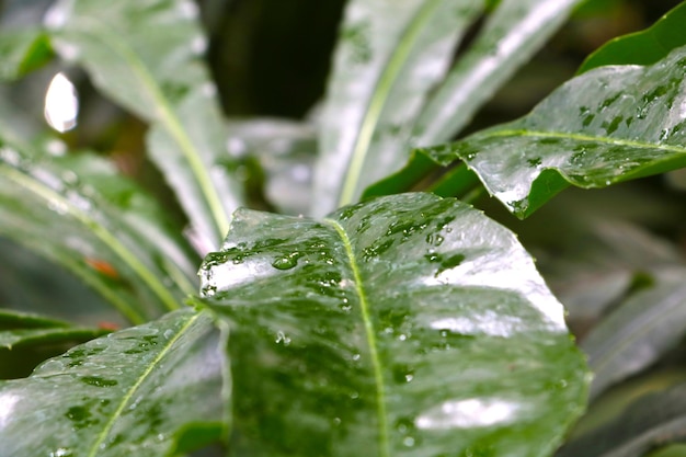 Selective focus Drops of water on the green branches of a houseplant