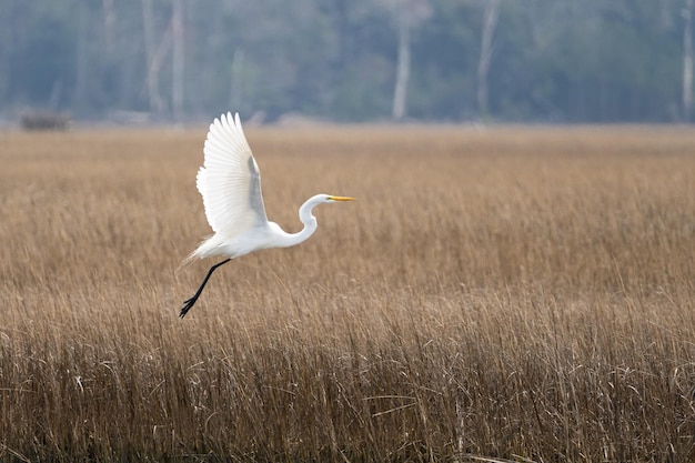 Selective focus of a great egret flying over dried grass in a wetland